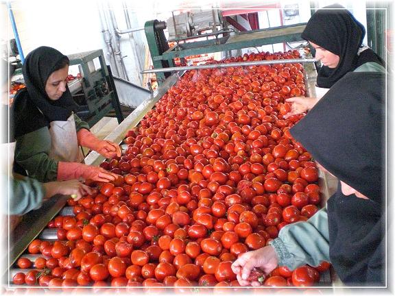 قیمت کنسرو گوجه فرنگی به صورت کلی و جزیی