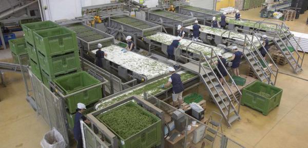 کارخانه تولید کنسرو لوبیا سبز در ایران