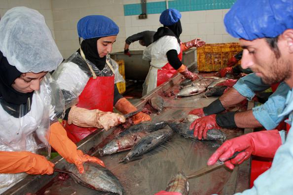 عرضه مستقیم کنسرو قلیه ماهی در کشور