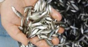 قیمت کنسرو ماهی آنچوی در ایران