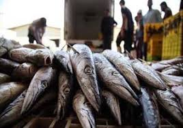 قیمت روز کنسرو ماهی هوور